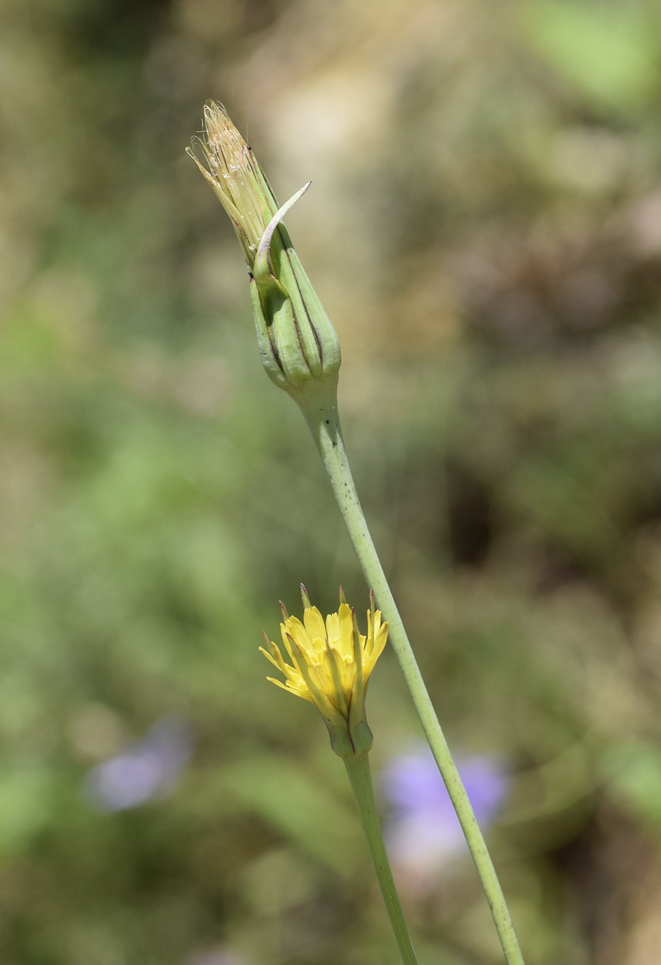 Image of Tragopogon pratensis specimen.