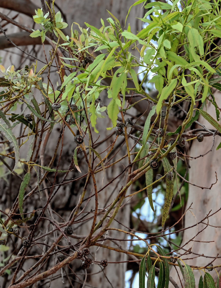 Изображение особи Eucalyptus globulus.