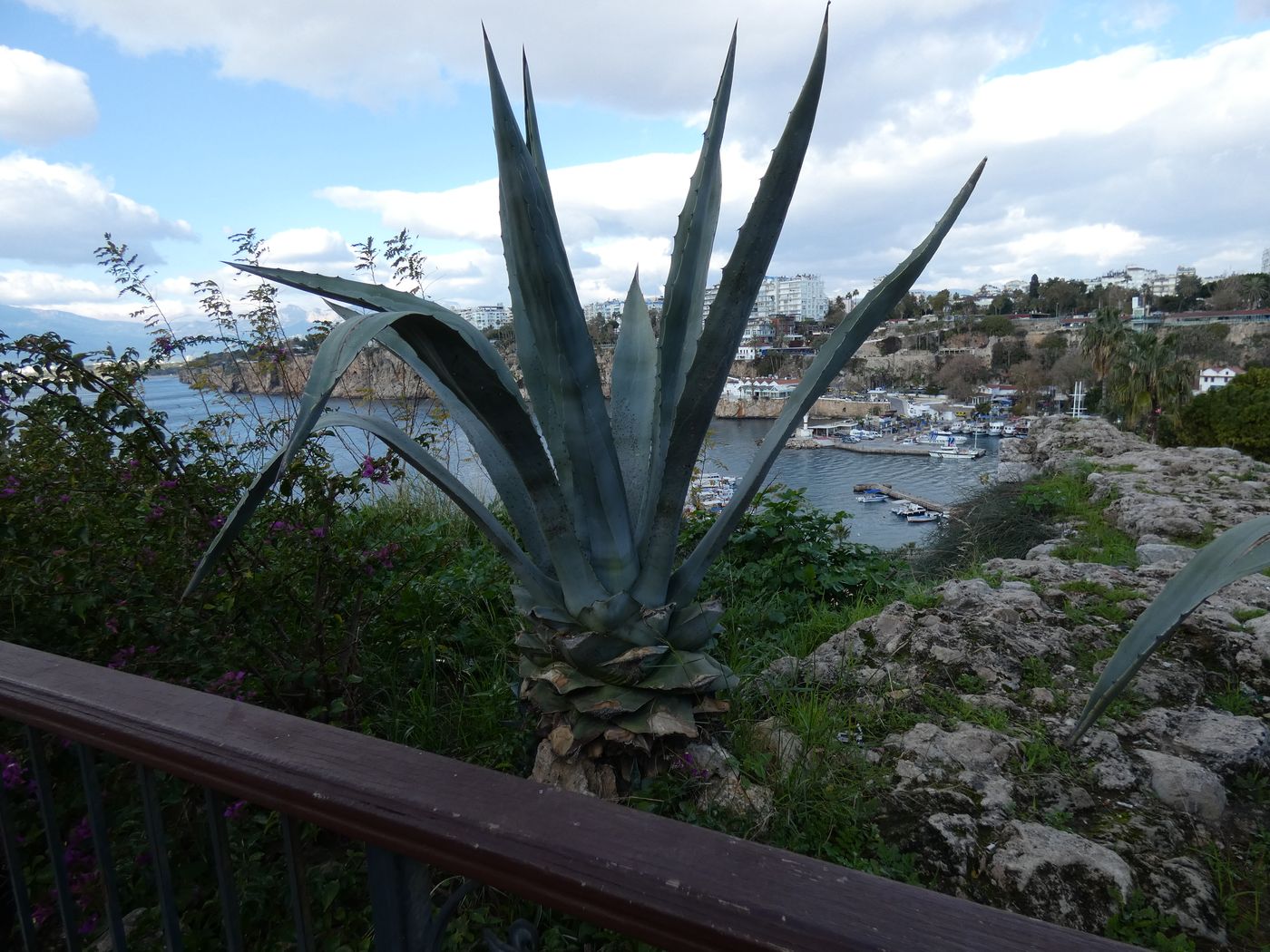 Изображение особи Agave americana.