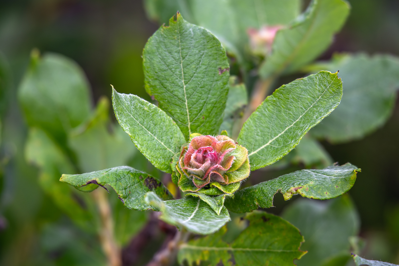 Изображение особи Salix woroschilovii.