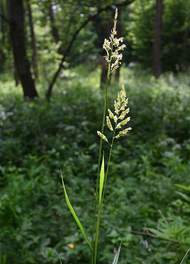 Изображение особи Phalaroides arundinacea.