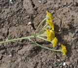 unknown species. Верхушка цветущего растения. Турция, ил Карс, окр. Ани, овраг Хачидзор. 28 мая 2025 г.