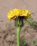 Trommsdorffia maculata. Соцветие-корзинка (вид сбоку). Ульяновская обл., Мелекесский р-н, окр. с. Лебяжье, сосновый бор на дюнах, вырубка под ЛЭП. 09.06.2024.