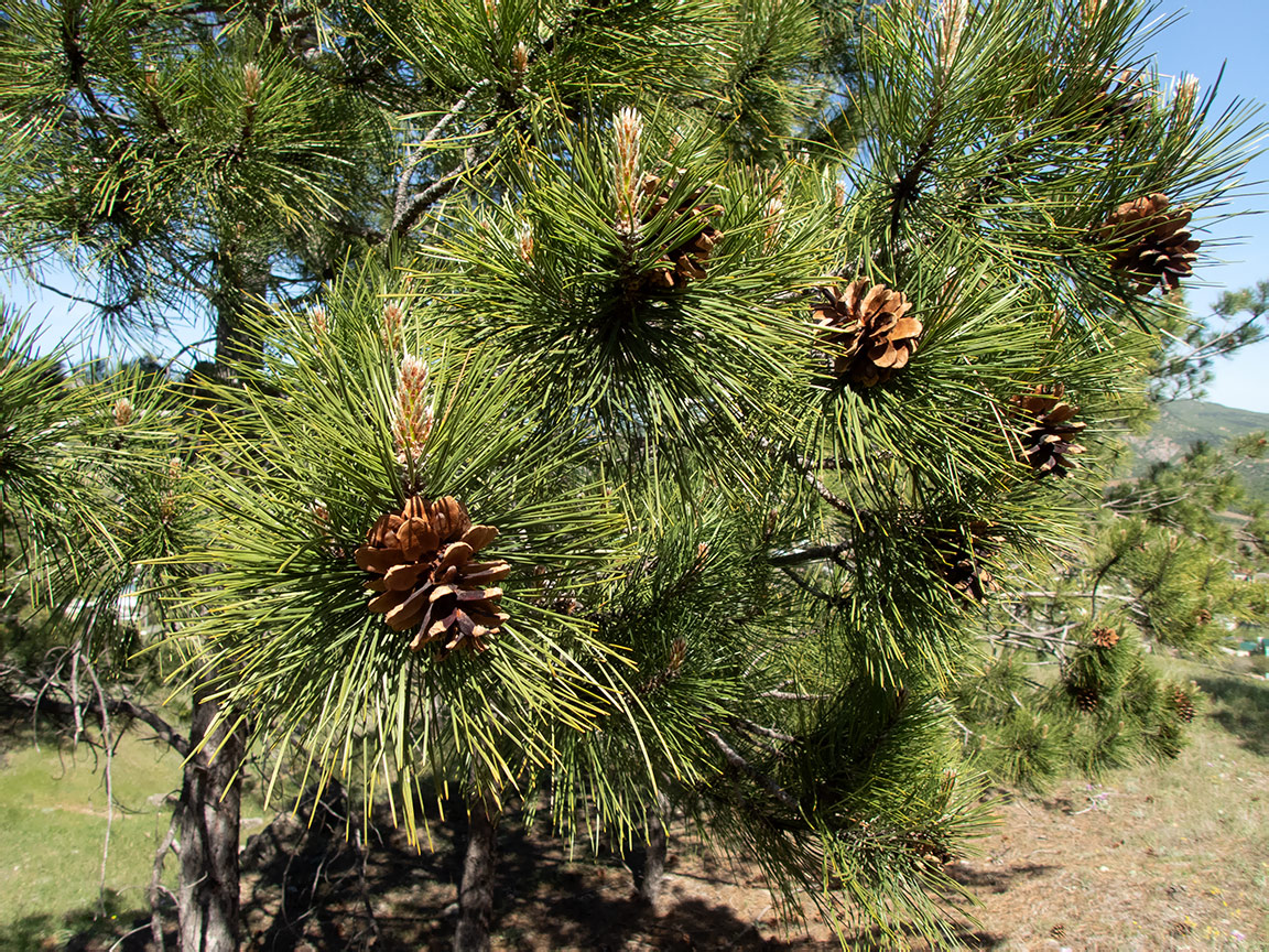 Изображение особи Pinus pallasiana.