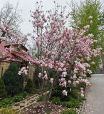 Magnolia × soulangeana. Цветущее растение. Волгоград, Красноармейский р-н. 20.04.2026.