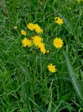 Sonchus arvensis