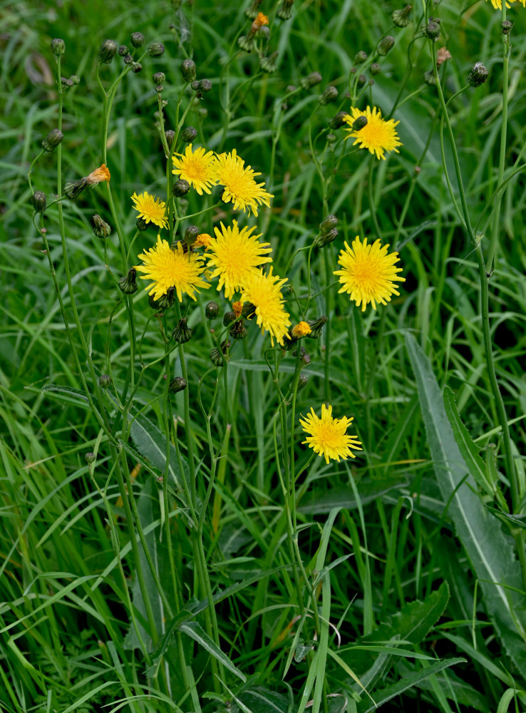 Image of Sonchus arvensis specimen.