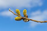 Salix caprea. Верхушка побега с соцветиями. Мурманск, Октябрьский р-н, смешанный лес. 04.05.5026.