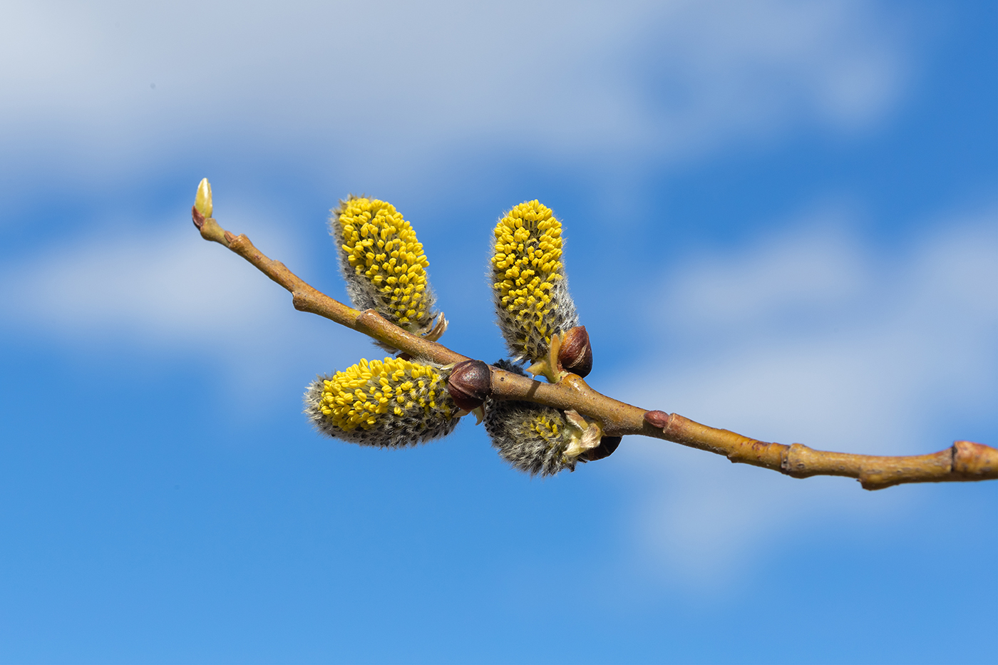Изображение особи Salix caprea.