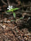 Pseudostellaria heterophylla. Цветущее растение. Приморский край, Хасанский р-н, юго-западный берег бухты Рейд Паллада, гора Мраморная, северный склон, дубово-липовый лес с Quercus mongolica и Tilia mandshurica. 15.05.2026.