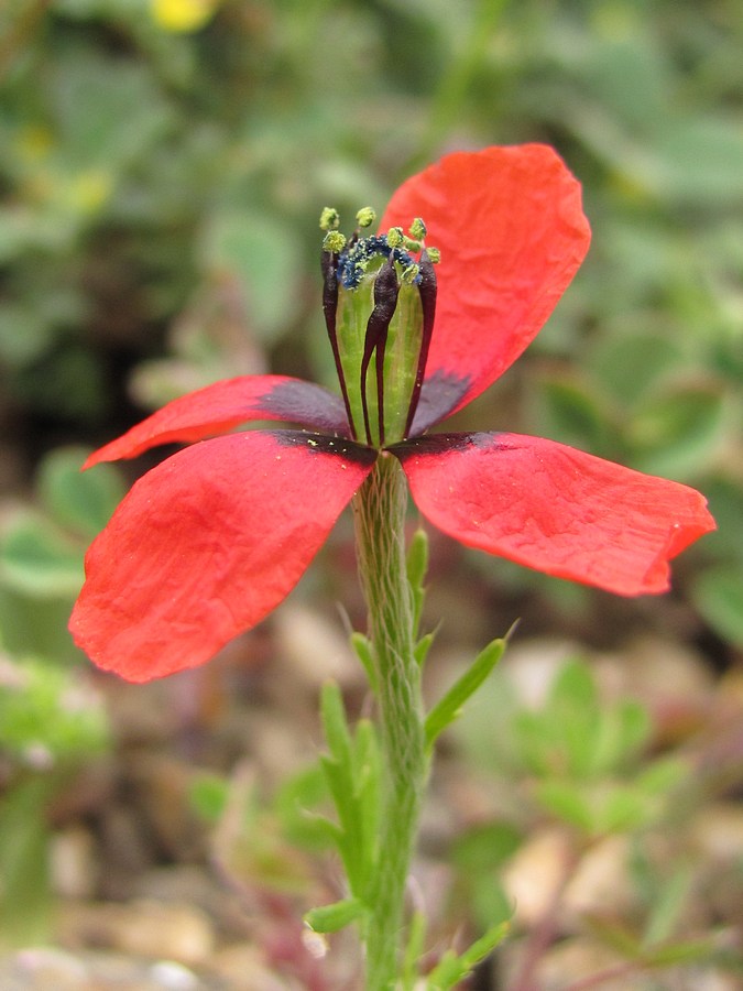 Изображение особи Papaver minus.