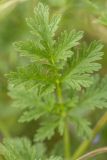 род Erodium