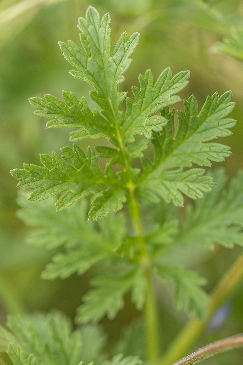 Изображение особи род Erodium.