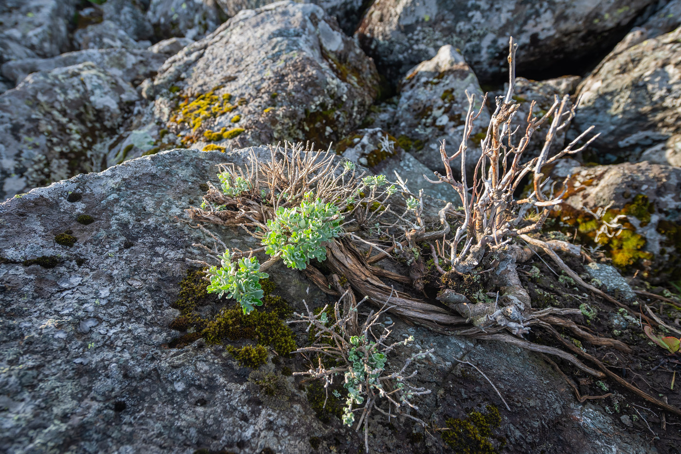 Изображение особи Artemisia lagocephala.