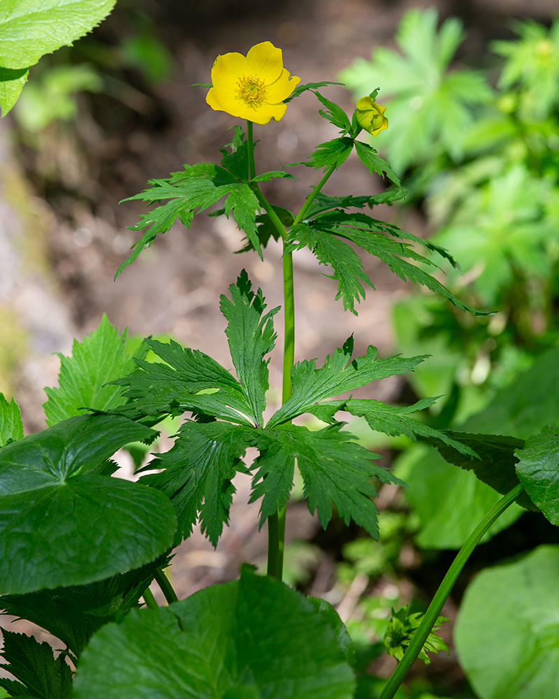 Image of Trollius riederianus specimen.