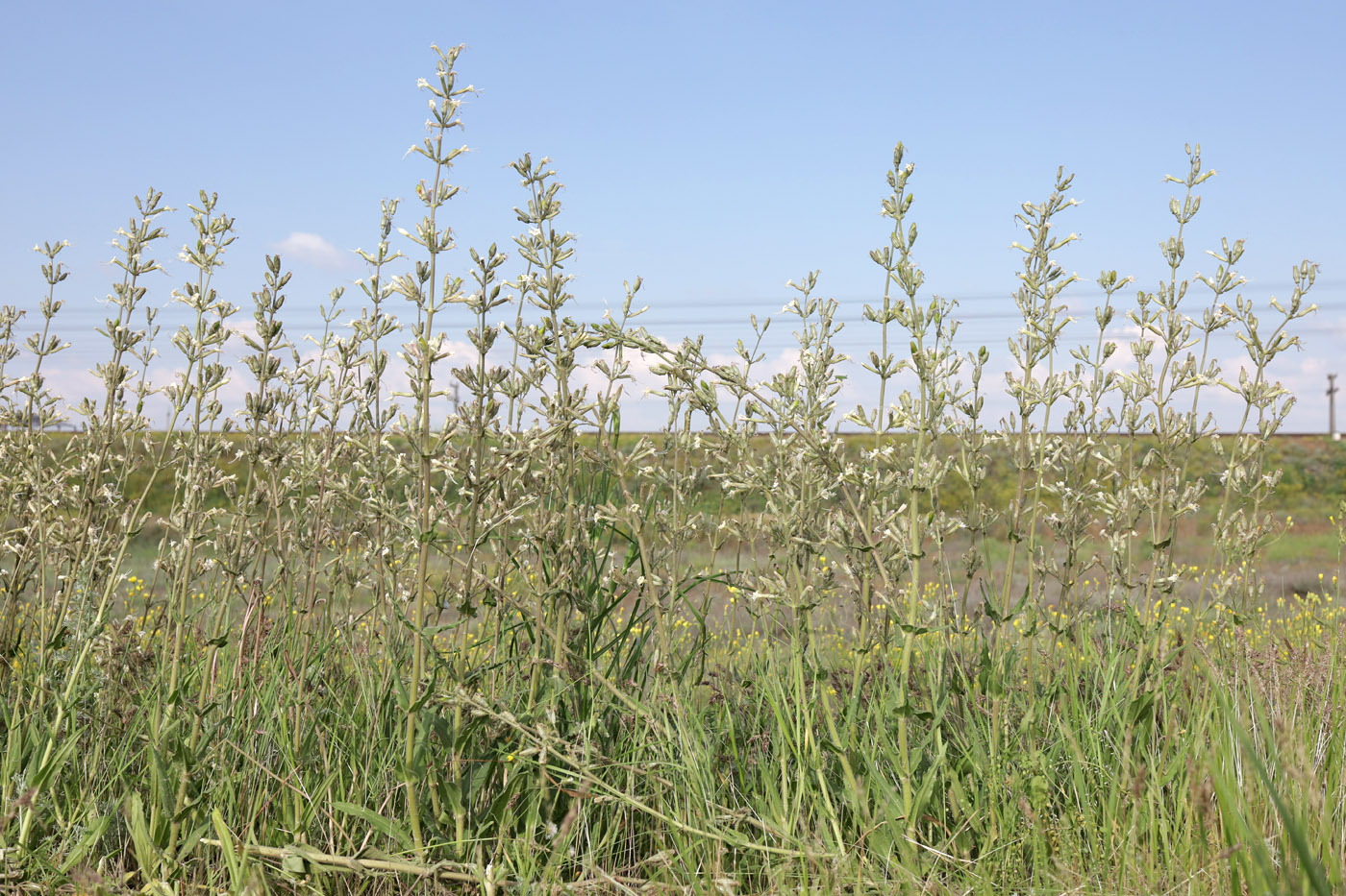 Изображение особи Silene viscosa.