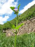 Glechoma hederacea