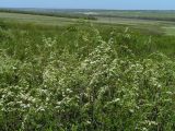 Spiraea litwinowii