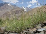 genus Lophanthus. Цветущие растения. Таджикистан, Горно-Бадахшанская автономная обл., Шугнанский р-н, окр. кишлака Нимос, дол. р. Гунт, ≈ 2820 м н.у.м., каменистая осыпь. 15 июля 2026 г.