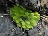 Orostachys spinosa. Вегетирующее растение. Хабаровский край, Комсомольский р-н, с. Верхняя Эконь, берег р. Амур, в расщелине скалы. 07.07.2026.