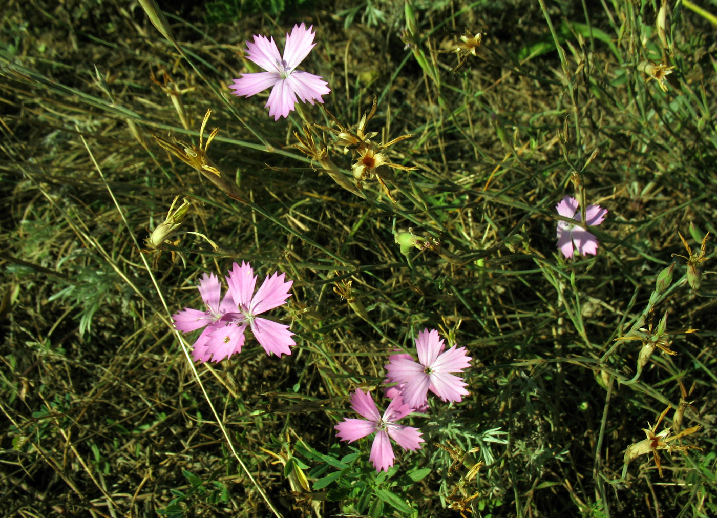 Изображение особи род Dianthus.