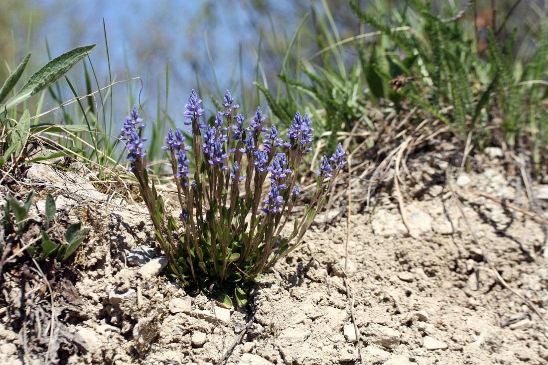 Image of Polygala amarella specimen.