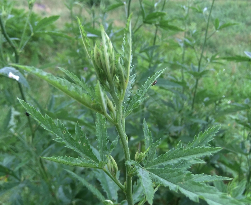 Изображение особи род Althaea.
