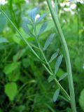 Cardamine pratensis