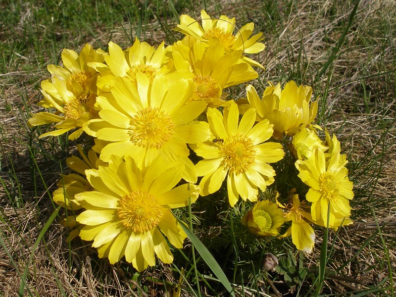 Изображение особи Adonis vernalis.