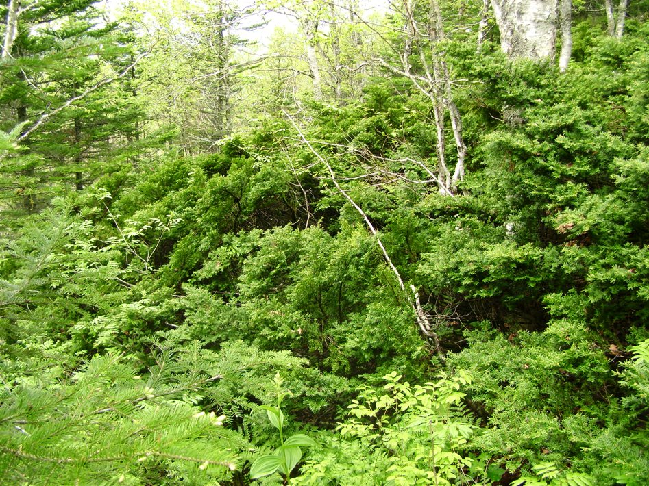 Image of Taxus cuspidata specimen.