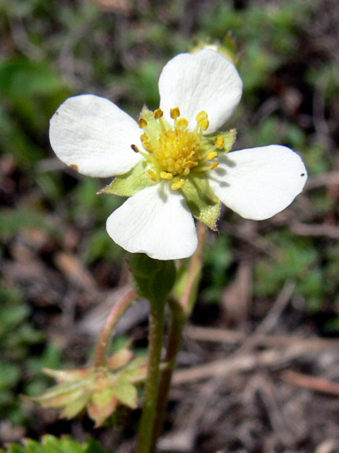 Изображение особи Fragaria vesca.