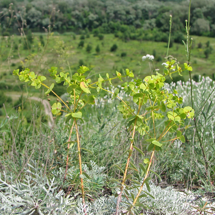 Изображение особи Euphorbia petrophila.