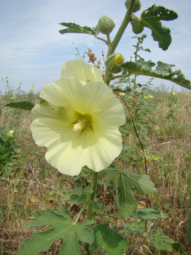 Изображение особи Alcea rugosa.