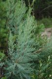 Myricaria longifolia. Ветвь. Бурятия, Тункинские Гольцы, окр. с. Аршан. 20.07.2011.
