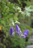 Aconitum volubile