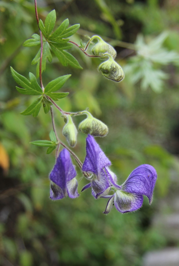 Image of Aconitum volubile specimen.