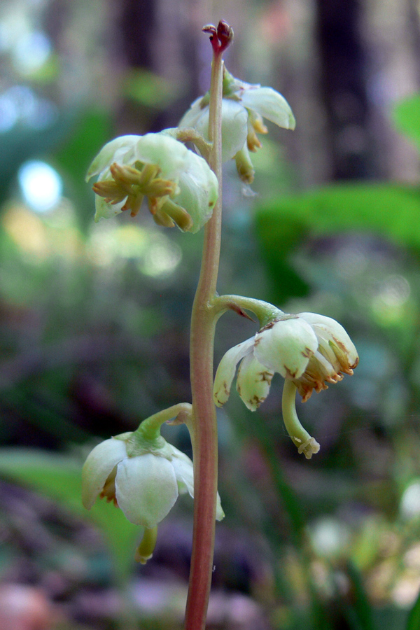 Image of Pyrola chlorantha specimen.