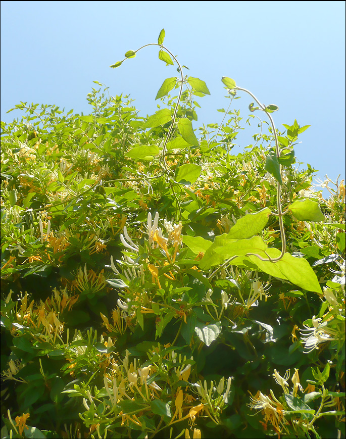 Изображение особи Lonicera japonica.