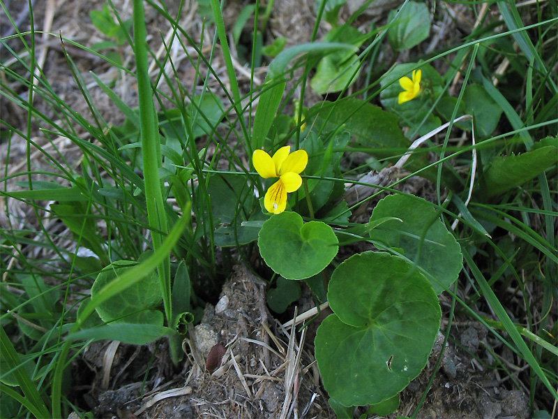 Image of Viola biflora specimen.