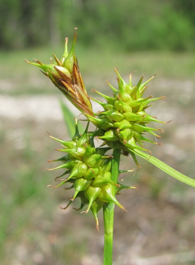 Image of Carex flava specimen.