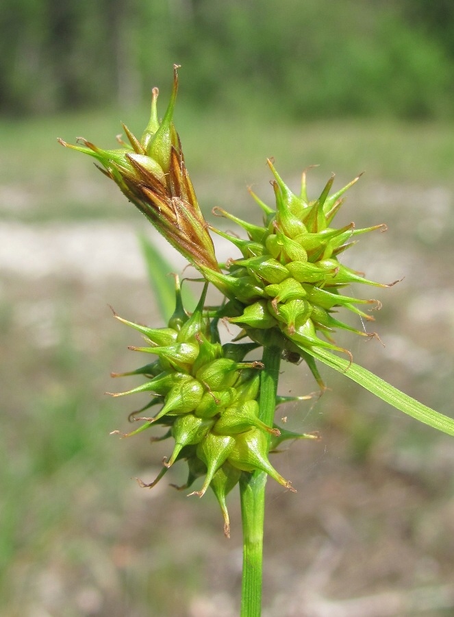 Изображение особи Carex flava.