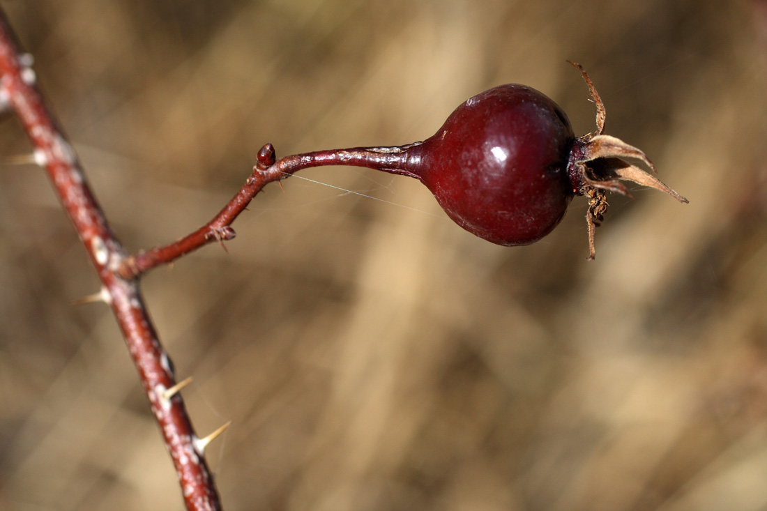 Image of Rosa kokanica specimen.