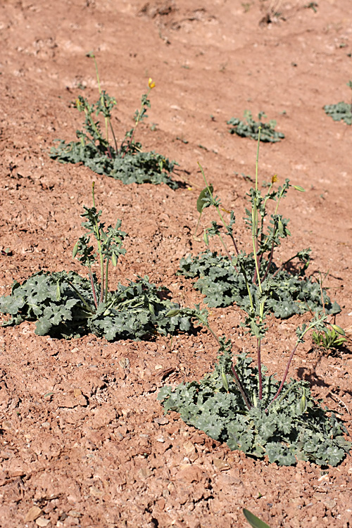 Image of Glaucium fimbrilligerum specimen.