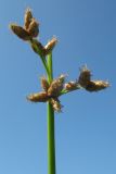 Schoenoplectus triqueter