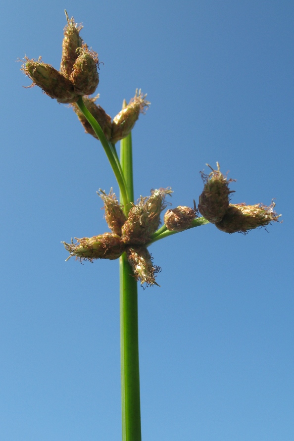 Image of Schoenoplectus triqueter specimen.