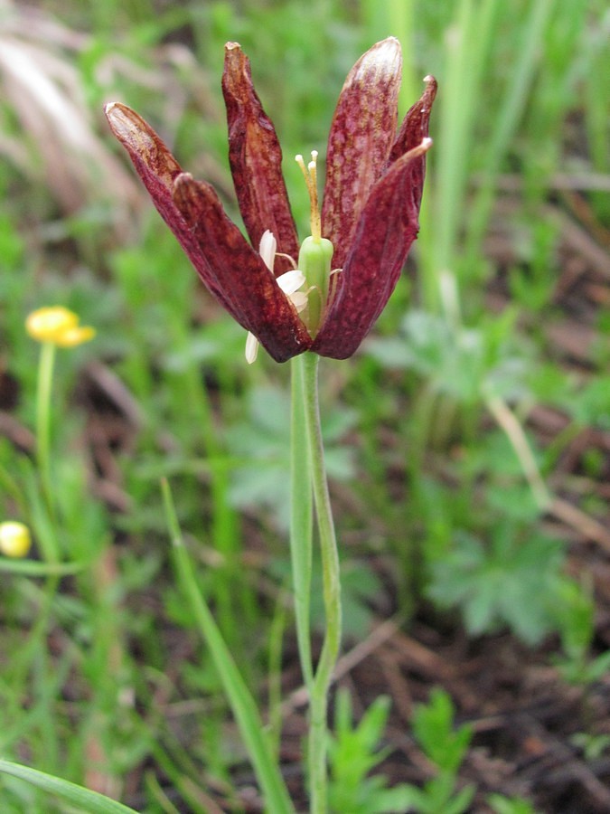 Изображение особи Fritillaria meleagroides.