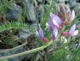 Oxytropis pilosissima. Соцветие. Казахстан, Южно-Казахстанская обл., хр. Каратау, перевал Турлан. 01.05.2011.