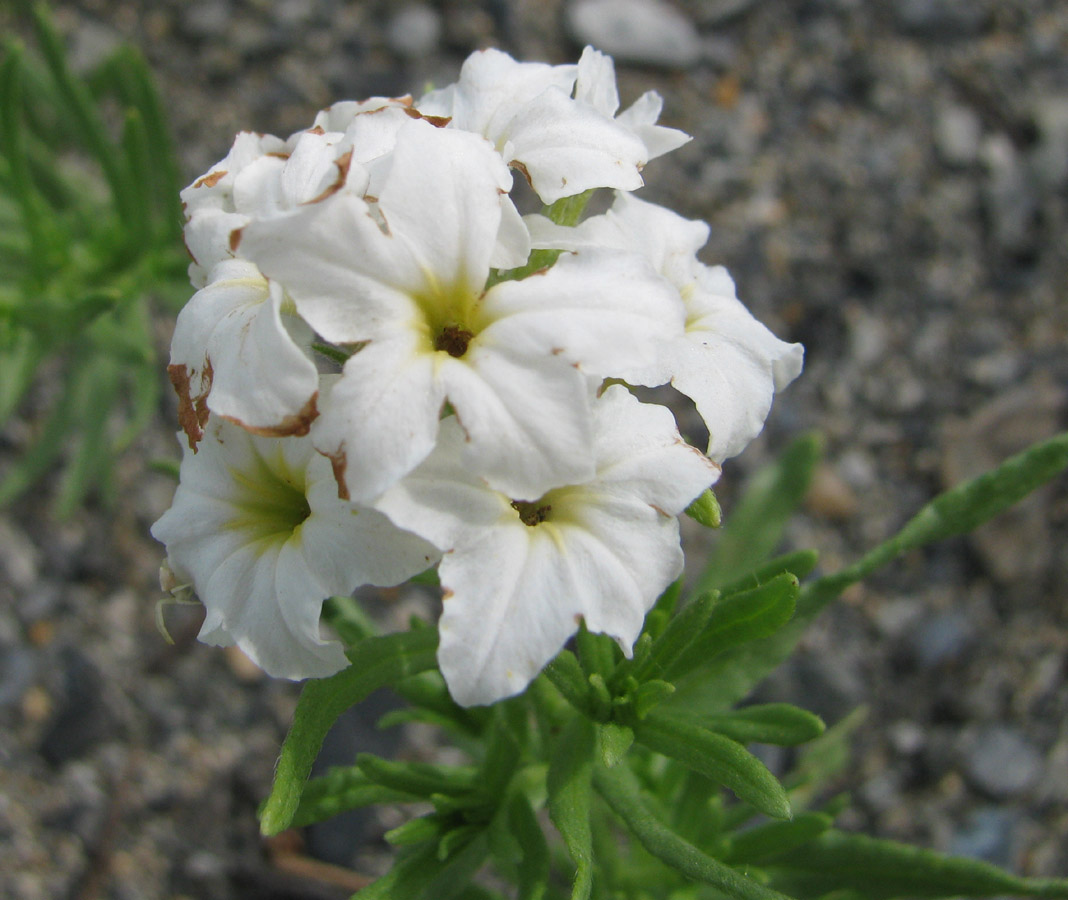 Изображение особи Argusia rosmarinifolia.