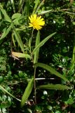 Hieracium umbellatum