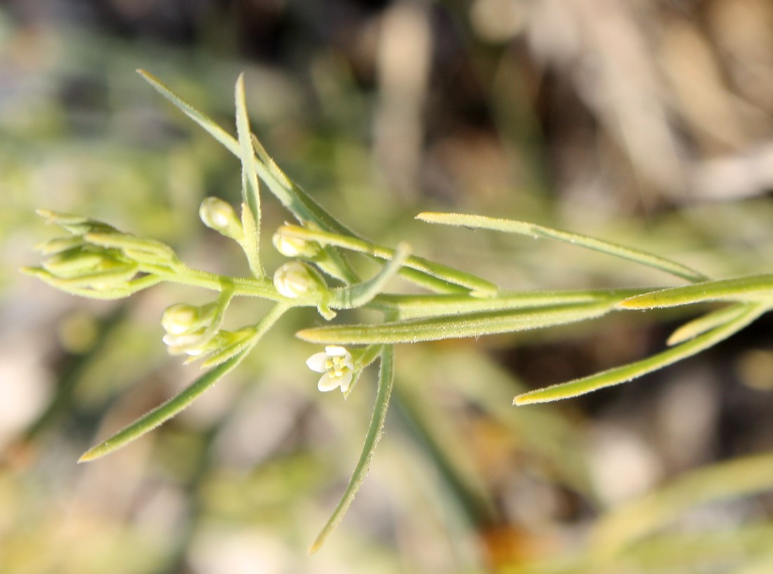 Image of Thesium ramosum specimen.